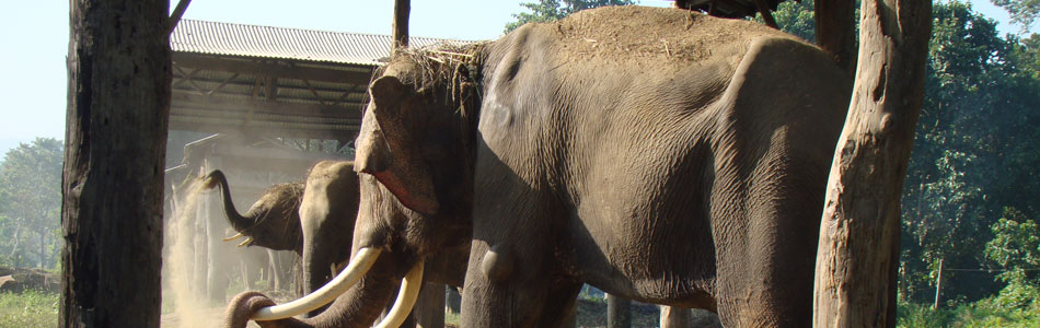 Nepal Jungle Safari